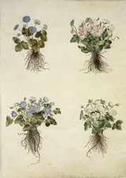 Leberblümchen (blaue Anemone)