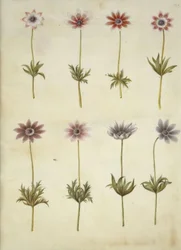 Anemone pavonina