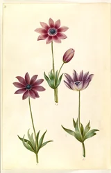 Anemone pavonina (Pfauen-Anemone)