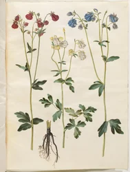 Aquilegia vulgaris (Gemeine Akelei)