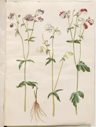 Aquilegia vulgaris (Gemeine Akelei)