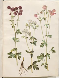Aquilegia vulgaris (Gemeine Akelei)