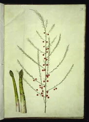 Spargel
