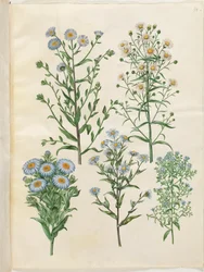 Aster amellus; Symphyotrichum novi-belgii; Symphyotrichum novae-angliae; Symphyotrichum dumosum; Symphyotrichum ericoides