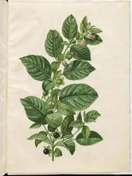 Tollkirsche (Belladonna)