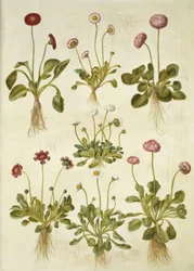 Bellis perennis (Gänseblümchen)