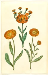 Calendula officinalis (Garten-Ringelblume)
