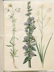 Campanula persicifolia (Pfirsichblättrige Glockenblume); Campanula pyramidalis (Pyramiden-Glockenblume); Anthericum ramosum (Verzweigte Spinnenpflanze)