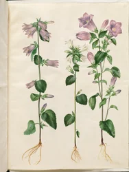 Campanula trachelium (Nessel-Glockenblume); Campanula medium (Marien-Glockenblume)