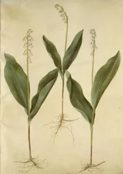 Maiglöckchen (Convallaria majalis); Maiglöckchen (Varietät von Convallaria majalis)