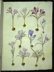 Crocus vernus (Frühlings-Krokus)