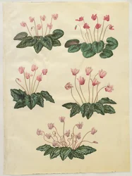 Alpenveilchen purpurascens; Alpenveilchen hederifolium