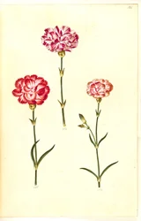 Dianthus caryophyllus (Gartennelke)