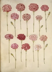 Dianthus caryophyllus (Gartennelke)