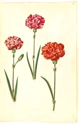 Dianthus caryophyllus (Nelke)