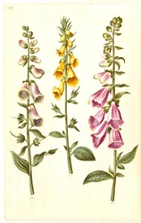 Digitalis purpurea; Digitalis grandiflora