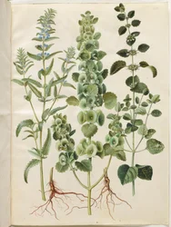 Dracocephalum moldavica (moldawisches Drachenhaupt); Moluccella spinosa (dornige Glockenblume); Melissa officinalis (Zitronenmelisse)