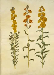 Goldlack (Erysimum cheiri)