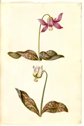 Erythronium dens-canis (echter Hundszahn)