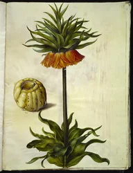Fritillaria imperialis (Kaiserkrone)