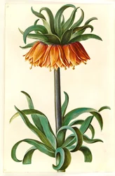 Fritillaria imperialis (Kaiserkronen)