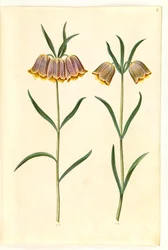 Fritillaria meleagris (Schachbrettblume)
