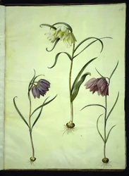 Schachbrettblume (Fritillaria meleagris)