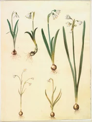 Galanthus nivalis (Schneeglöckchen); Leucojum vernum (Frühlings-Knotenblume); Leucojum aestivum (Sommer-Knotenblume); Leucojum autumnale (Herbst-Knotenblume)