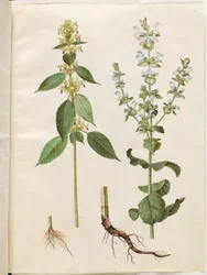 Galeopsis speciosa; Salvia sclarea