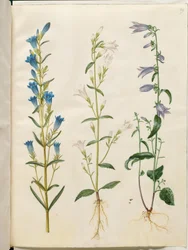 Gentiana pneumonanthe (Lungenenzian); Campanula patula (Wiesen-Glockenblume); Campanula rapunculoides (Rapunzel-Glockenblume)