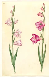 Gladiolus communis (Gewöhnliche Gladiole)