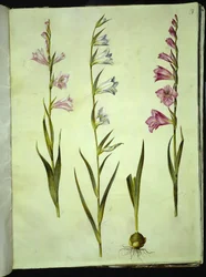 Gladiolus communis (gewöhnliche Gladiole)