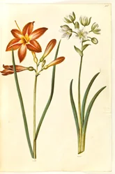 Hemerocallis fulva (Braune Taglilie); Ornithogalum arabicum (Milchstern)
