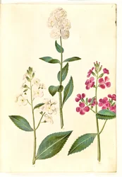 Hesperis matronalis (Gewöhnliche Nachtviole)