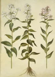 Nachtviole (gemeine Nachtviole)