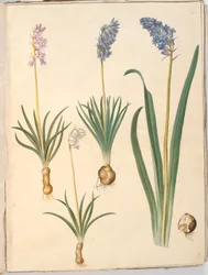Hyacinthoides non-scripta (gewöhnliche Glockenblume); Hyacinthoides hispanica (spanische Glockenblume)