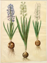 Hyacinthoides orientalis simp et pl