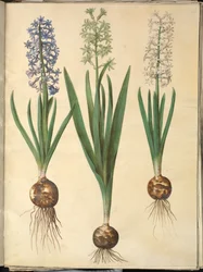 Hyacinthus orientalis (gewöhnliche Hyazinthe)