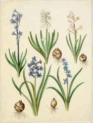 Hyacinthus orientalis (gewöhnliche Hyazinthe); Scilla amoena (himmelblaue Scilla)