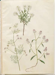 Iberis sempervirens (Schneepolster); Coriandrum sativum (gewöhnlicher Koriander); Iberis amara (bittere Schleifenblume)