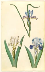Iris graminea (Grasblättrige Iris); Iris lutescens oder Iris pumila (?) (Zwerg-Iris oder niedrige Iris)