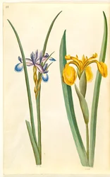 Iris graminea (Grasblatt-Iris); Iris pseudacorus (Gelbe Iris)