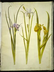 Iris graminea (Grasblatt-Iris); Iris sibirica (Sibirische Iris); Iris pseudacorus (Gelbe Iris)