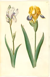 Iris pallida (blasse Iris); Iris variegata (bunte Iris)