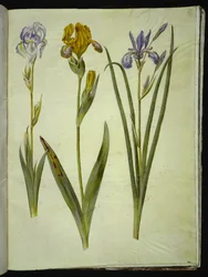 Iris pallida (Blasse Schwertlilie); Iris variegata (Bunte Schwertlilie); Iris sibirica (Sibirische Schwertlilie)