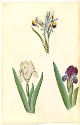 Iris persica (Persische Iris); Iris lutescens oder Iris pumila (?) (Zwerg-Iris oder niedrige Iris)