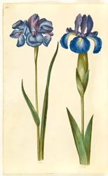 Iris sibirica (Sibirische Schwertlilie); Iris latifolia (Englische Schwertlilie)
