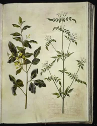 Jasminum odoratissimum (Zimmerjasmin); Jasminum officinale (Echter Jasmin)