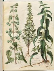 Urtica pilulifera (römische Brennnessel); Urtica urens (kleine Brennnessel); Urtica dioica (große Brennnessel)