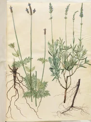 Lavandula multifida (Spalt-Lavendel); Lavandula angustifolia (Echter Lavendel)